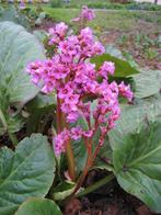 Plante BERGENIA vivace, Jardin & Terrasse, Autres espèces, Printemps, Enlèvement, Plante fixe