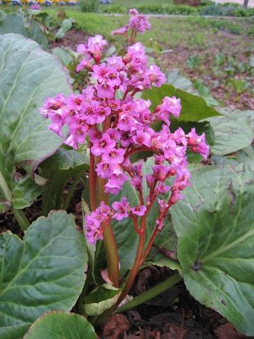 Plante BERGENIA vivace