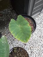 colocasia jack giant, Tuin en Terras, Planten | Tuinplanten, Ophalen of Verzenden