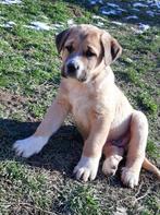 Kangal bébé garçon 2 mois, Animaux & Accessoires, Novembre, Mâle