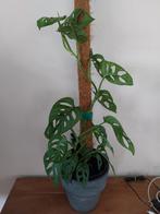 Mooie gaten plant met nieuwe scheuten, Ophalen of Verzenden