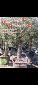 Olijfbomen Super ACTIE 295€, Tuin en Terras, Ophalen