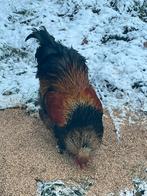 Brahma haan zwart goud gezoomd, Dieren en Toebehoren, Pluimvee