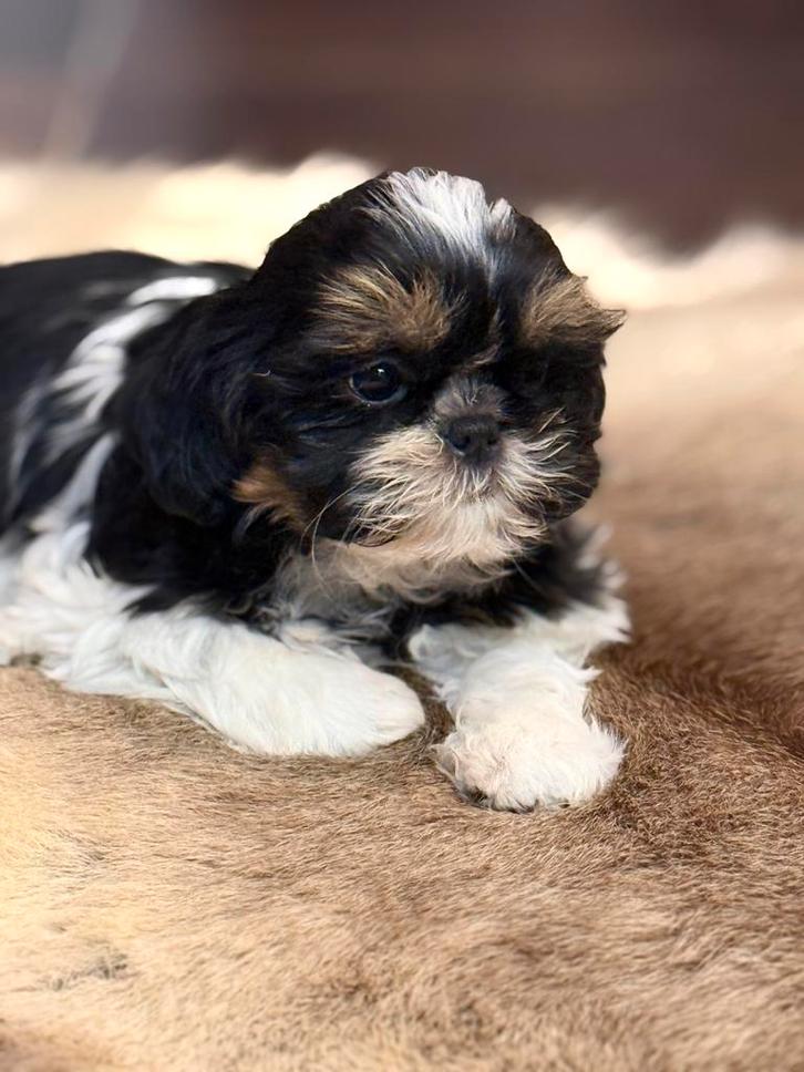 Chiots Shih Tzu, Animaux & Accessoires, Chiens | Chihuahuas & Chiens de compagnie, Chien (mâle), Autres races, Éleveur | Professionnel