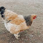Brahma Groothoender kippen jonge hennen beschikbaar, Dieren en Toebehoren, Vrouwelijk, Kip