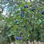Verse bio pruimen, Zakelijke goederen, Landbouw | Aardappelen, Groenten, Fruit en Vlees, Ophalen