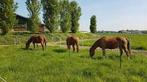 Weidemaat gezocht, Dieren en Toebehoren