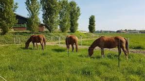 Weidemaat gezocht, Dieren en Toebehoren, Paarden