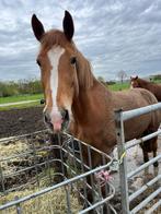 Bijrijder gezocht, Dieren en Toebehoren, Paarden en Pony's | Hoofdstellen en Tuigage, Nieuw, Ophalen of Verzenden