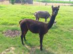 Black belly alpaca merrie, Dieren en Toebehoren, April