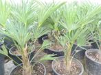 Palmboom Trachycarpus wagnerianus, Tuin en Terras, In pot, Minder dan 100 cm, Lente, Volle zon