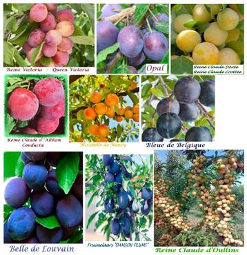 Vanaf November PRUIMENBOMEN Laagstam 15€/st, versch.soorten beschikbaar voor biedingen