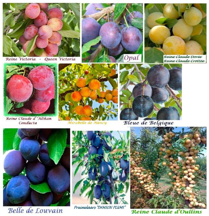 Vanaf November PRUIMENBOMEN Laagstam 15€/st, versch.soorten, Tuin en Terras, Planten | Tuinplanten, Vaste plant, Fruitplanten