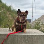 Franse bulldog teefje (2.5 jaar), Dieren en Toebehoren, Honden | Bulldogs, Pinschers en Molossers, België, Fokker | Hobbymatig