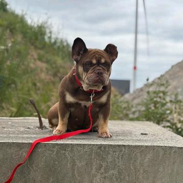 Franse bulldog teefje (2.5 jaar) beschikbaar voor biedingen