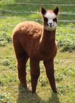 Alpaca merrie veulens 2025 - 2024, Dieren en Toebehoren, Mei, Vrouwelijk