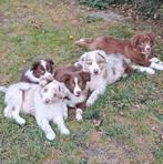 Lieve bordershep pups op boerderij geboren ouders aanwezig, België, CDV (hondenziekte), 8 tot 15 weken, Collie