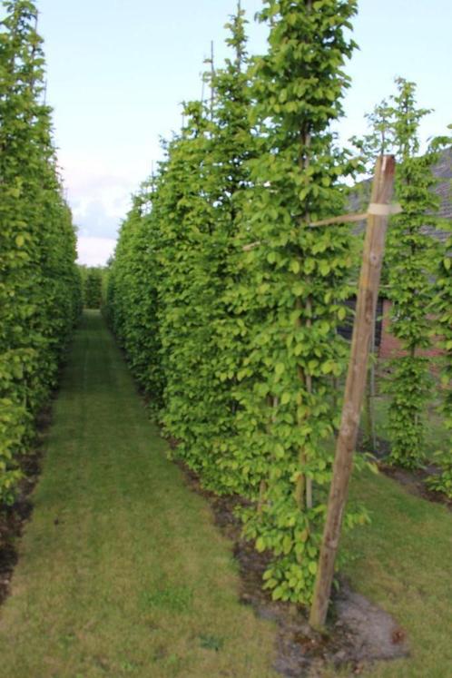 Carpinus betulus (haagbeuken) 400 cm hoog, Beukenhaag Fagus, Tuin en Terras, Planten | Struiken en Hagen, Haag, Haagbeuk, 250 cm of meer