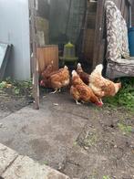 4 legkippen te koop, Dieren en Toebehoren, Pluimvee