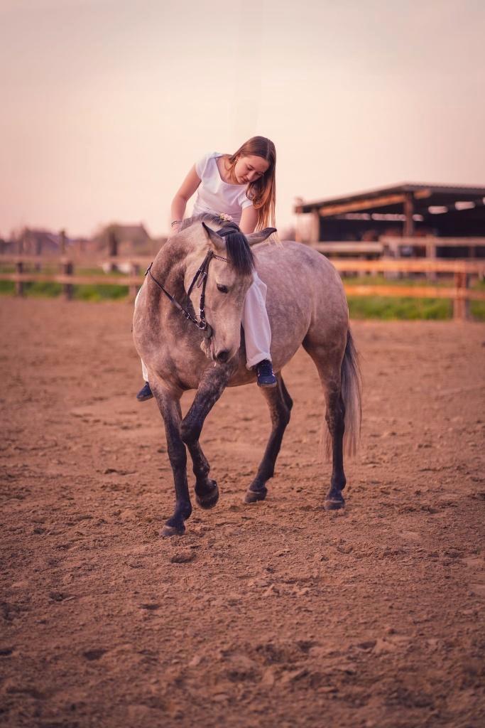 Meerdere paarden en pony's, Dieren en Toebehoren, Paarden, Meerdere dieren, Niet van toepassing, Met stamboom, Gechipt, Ontwormd