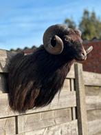 Zwarte opgezette rams kop, Enlèvement