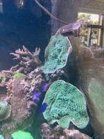 Groene montipora plaat