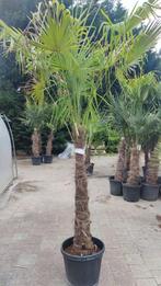 Trachycarpus fortunei SUPER ACTIE palmboom, Ophalen, In pot, Palmboom
