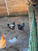 Barnevelder hanen, Animaux & Accessoires, Mâle, Poule ou poulet