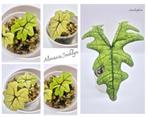Alocasia Jacklyn, Ophalen of Verzenden