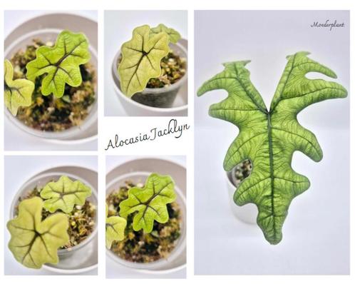 Alocasia Jacklyn, Huis en Inrichting, Kamerplanten, Ophalen of Verzenden