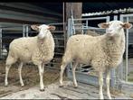Raszuivere Melkschapen, Vrouwelijk, Schaap, 0 tot 2 jaar