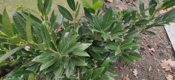 Laurier Otto Luyken

Laurierkers  beschikbaar voor biedingen