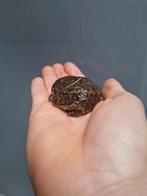 Halfwasse afrikaanse stierkikkers, Dieren en Toebehoren