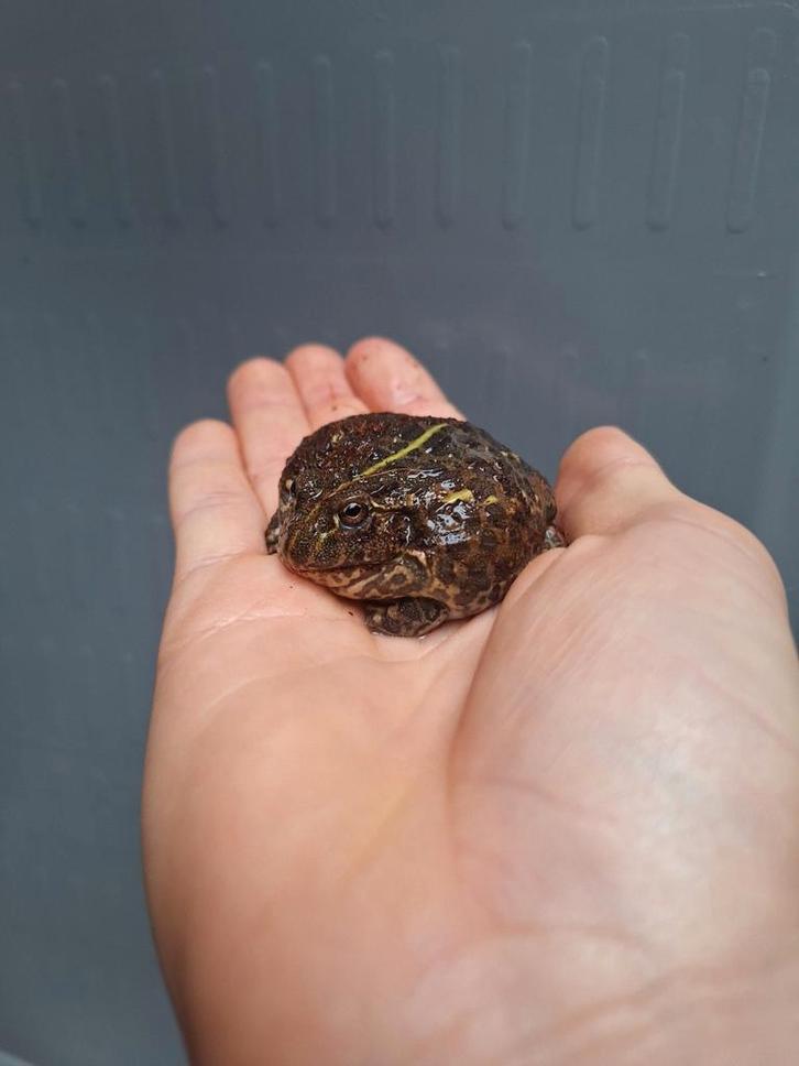 Halfwasse afrikaanse stierkikkers, Dieren en Toebehoren, Reptielen en Amfibieën
