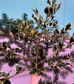 VERS KERSTGROEN, Ophalen