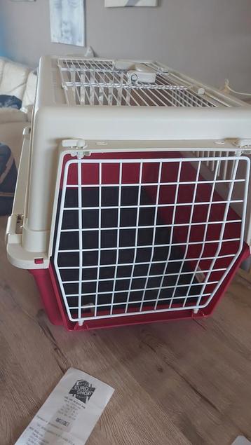 Puppy of kleine hond spulletjes beschikbaar voor biedingen