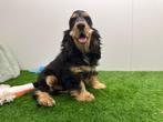 Engelse Cocker Spaniel pups