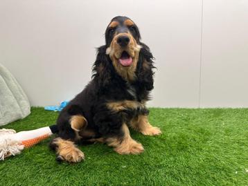 Engelse Cocker Spaniel pups beschikbaar voor biedingen