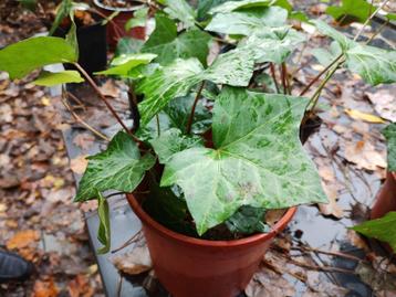 Stekjes klimop, Ophalen, Vaste plant, Klimplanten