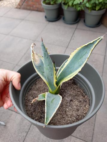 Stekjes Amerikaanse Agave 2€ per stuk beschikbaar voor biedingen
