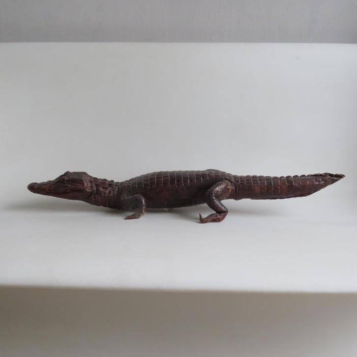 Vintage krokodil 72 cm taxidermie eerste helft 20ste eeuw, Antiek en Kunst, Curiosa en Brocante, Ophalen of Verzenden