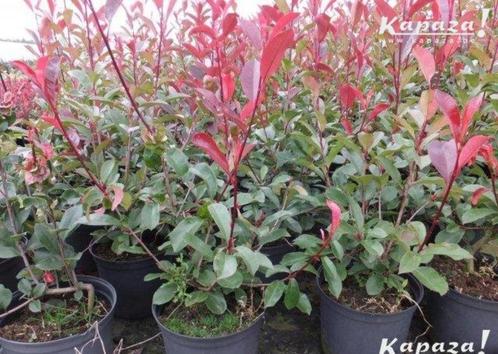 Photinia fraseri Red Robin, Jardin & Terrasse, Plantes | Arbustes & Haies, Arbuste, Enlèvement