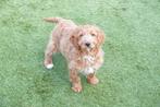 Prachtige abrikoze Cockapoo pup, Parvo, België, Overige rassen, 8 tot 15 weken