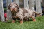 Prachtige korthaar dwerg teckel pups met stamboom, Dieren en Toebehoren, Honden | Teckels en Dashonden, België, CDV (hondenziekte)