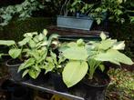 hosta, Ophalen, Vaste plant, Overige soorten, Halfschaduw