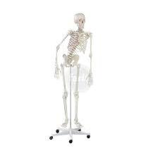 Skelet peter, anatomie, fysiotherapie geen €1250 maar €599, Diversen, Schoolbenodigdheden, Zo goed als nieuw, Ophalen