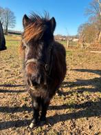 Shetlander hengst veulentje, Dieren en Toebehoren, Pony's, Hengst