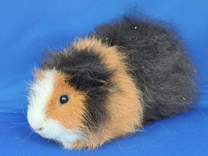 lieve ch teddy beertjes te koop, Dieren en Toebehoren, Knaagdieren, Mannelijk, Cavia, Oktober, Tam