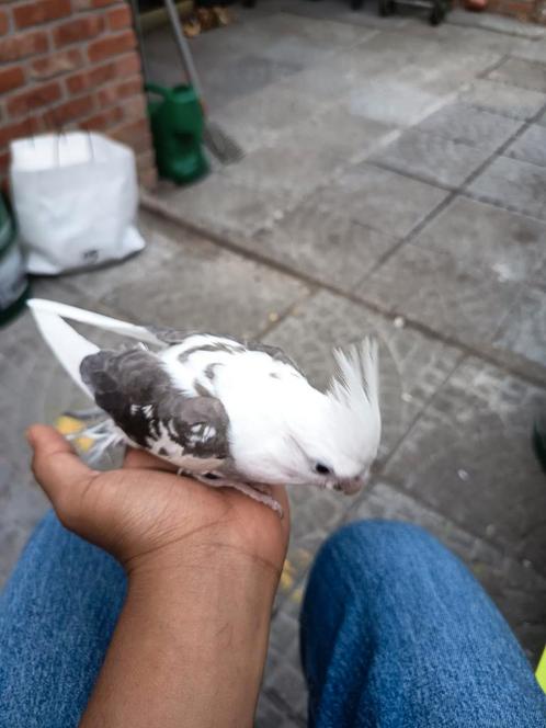 Te koop: handgevoerde valkparkiet., Dieren en Toebehoren, Overige Dieren-accessoires, Ophalen