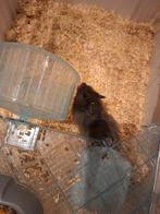 Hamster acheter ya quelques mois Tometco à 80€ avec la cage, Animaux & Accessoires, Rongeurs